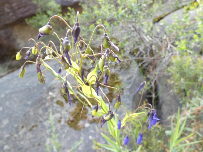 Stypandra glauca