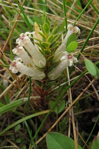 Styphelia nesophila