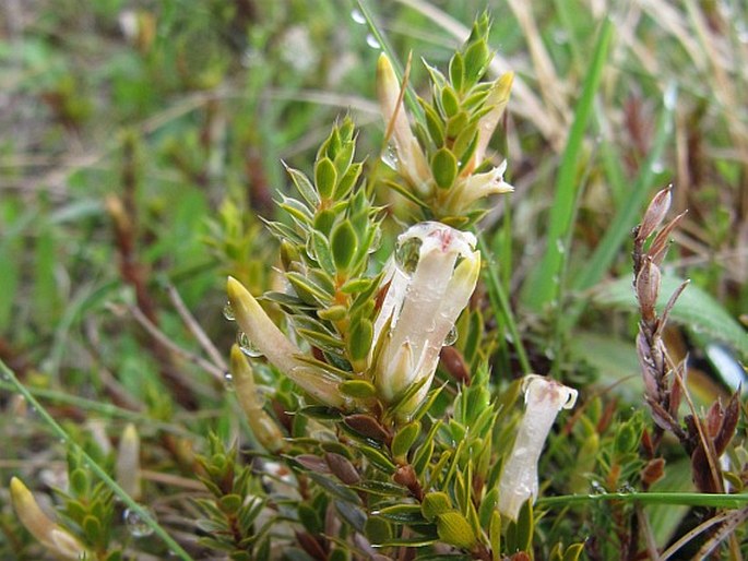 Styphelia nesophila