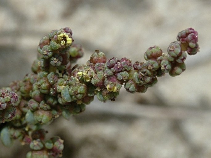 SUAEDA MOSCHATA A. J. Scott – solnička / soľnička