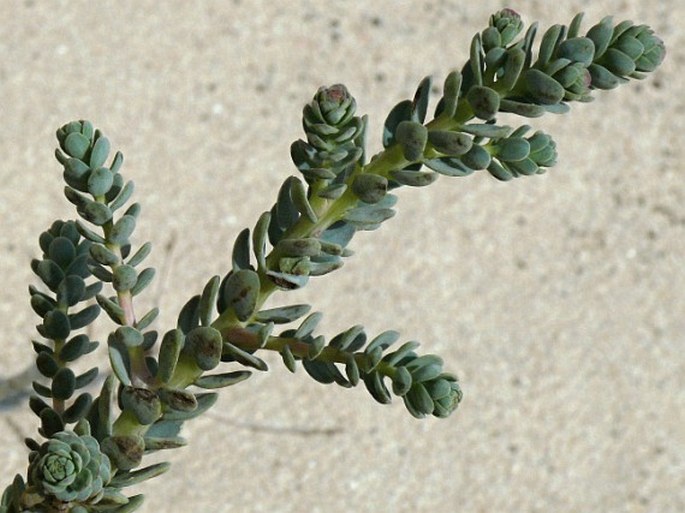 Suaeda moschata