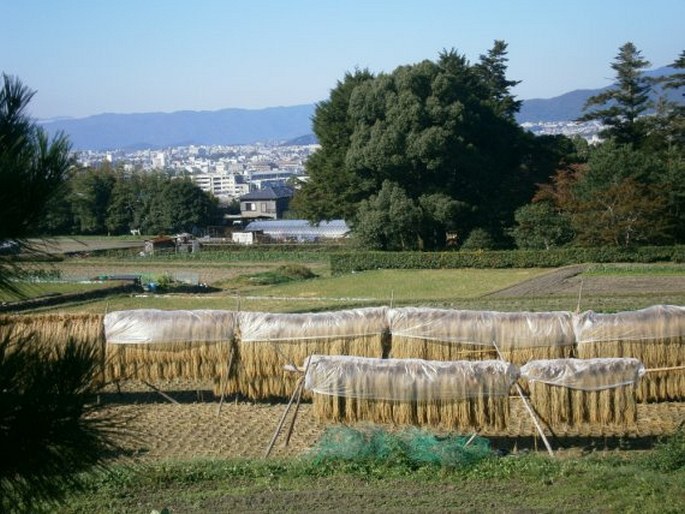 Šugaku-in rikjú