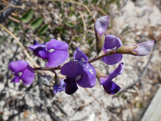 Swainsona lessertiifolia