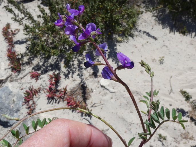 Swainsona lessertiifolia