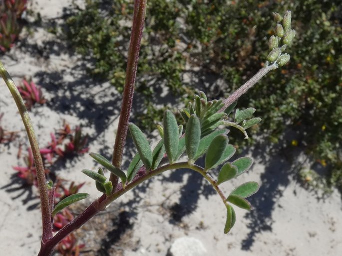 Swainsona lessertiifolia