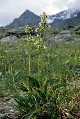 Swertia marginata