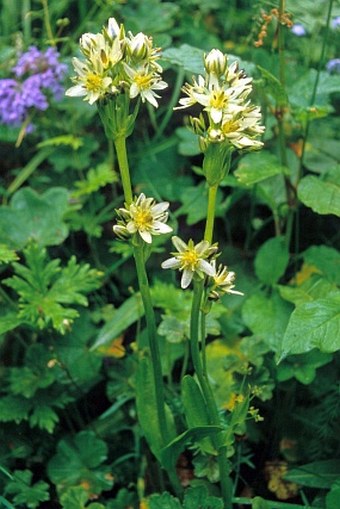 Swertia marginata