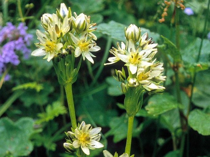 SWERTIA MARGINATA Schrenk - kropenáč