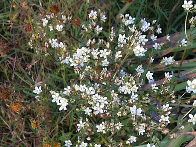 Swertia abyssinica