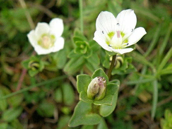 Swertia abyssinica