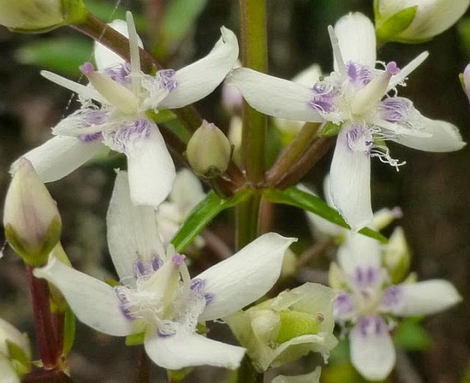 Swertia piloglandulosa