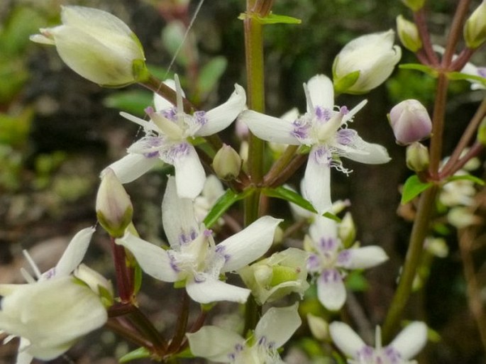 SWERTIA PILOGLANDULOSA R. Geesink - kropenáč