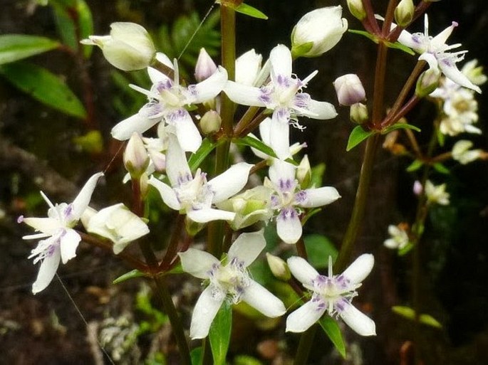 Swertia piloglandulosa