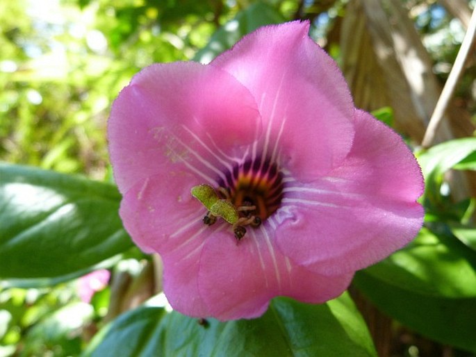 Symbolanthus elisabethae