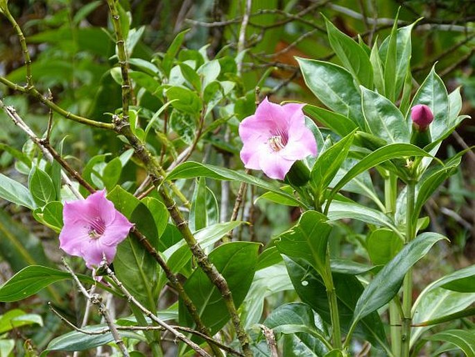 Symbolanthus elisabethae