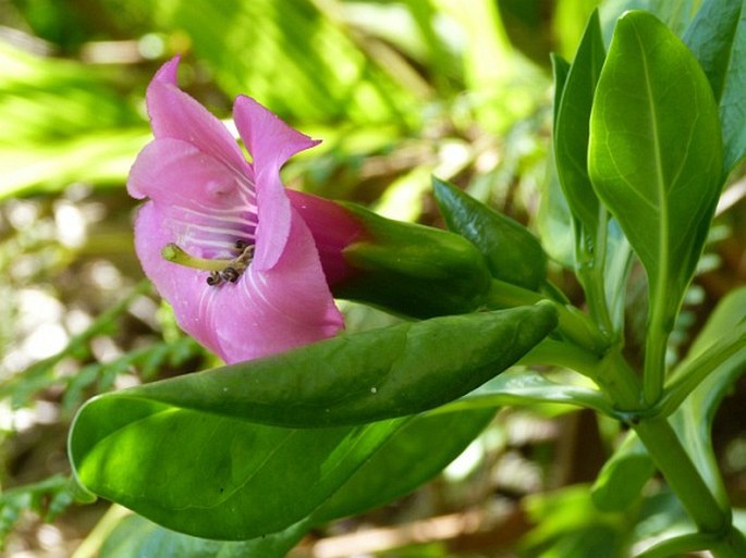 Symbolanthus elisabethae