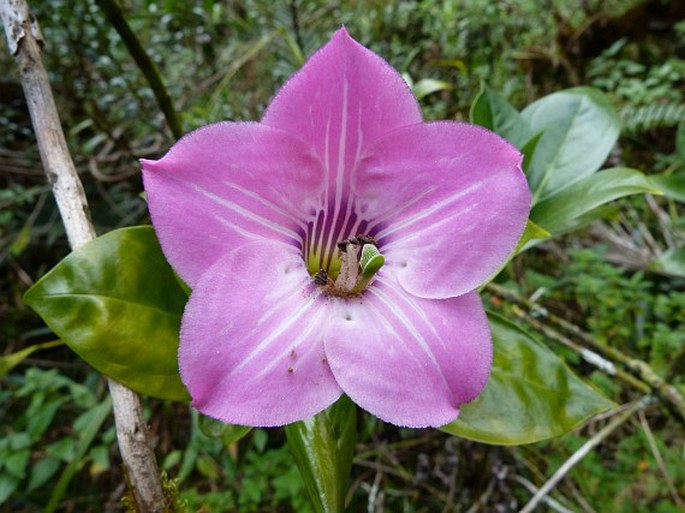 Symbolanthus elisabethae