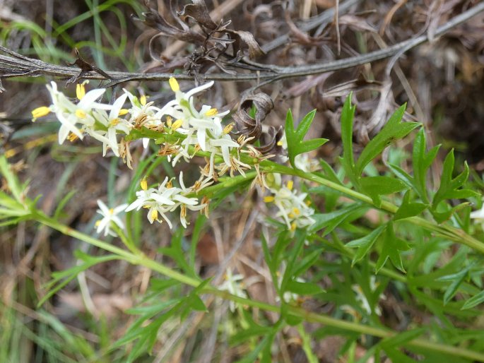 Symphionema montanum