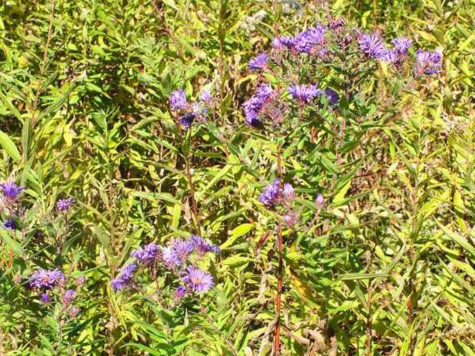 Symphyotrichum novae-angliae