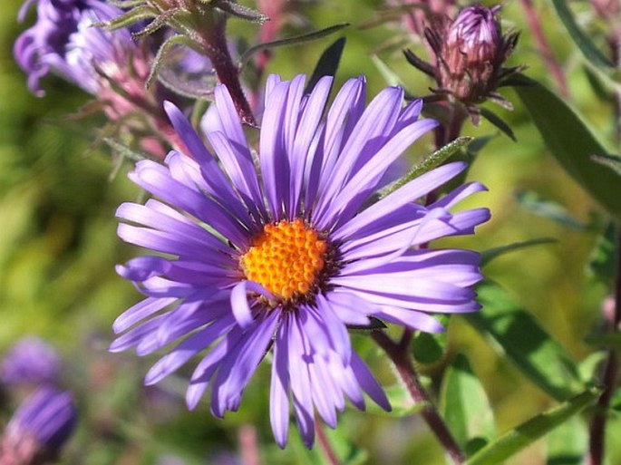 Symphyotrichum novae-angliae