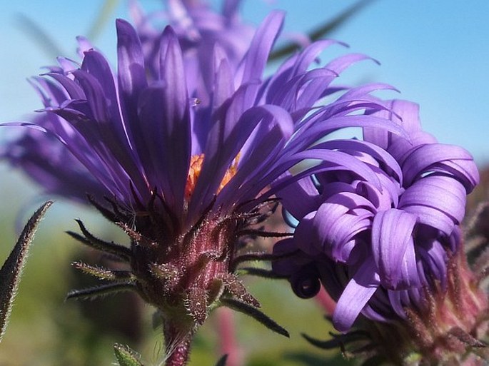 Symphyotrichum novae-angliae