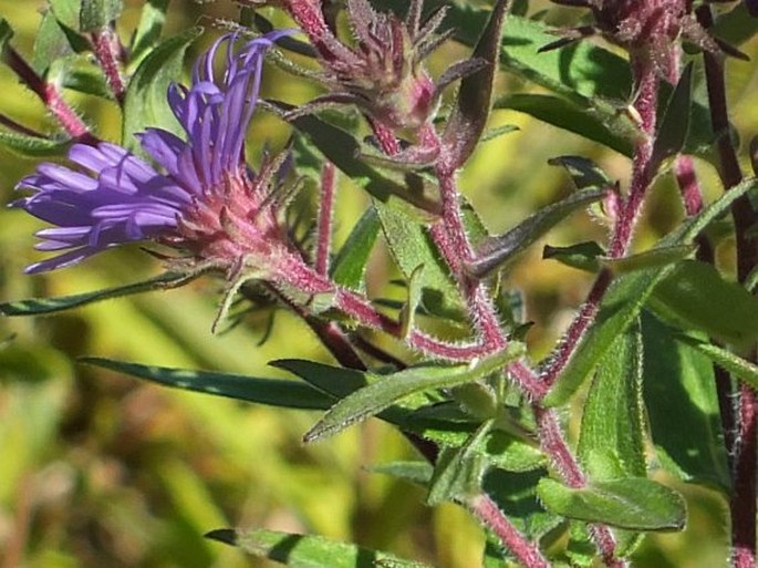 Symphyotrichum novae-angliae