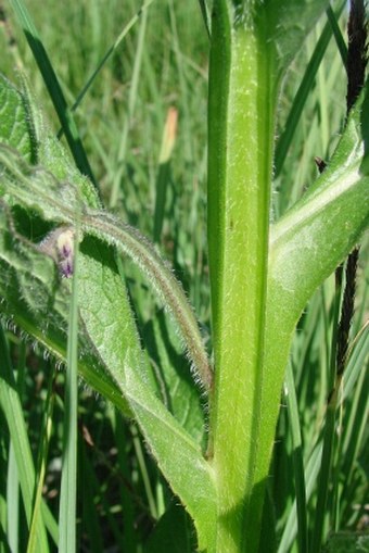 Symphytum officinale