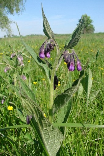 Symphytum officinale