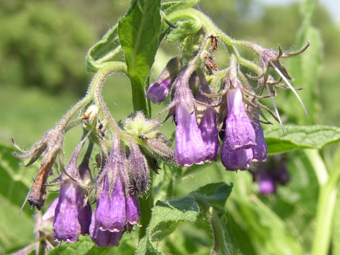 Symphytum officinale