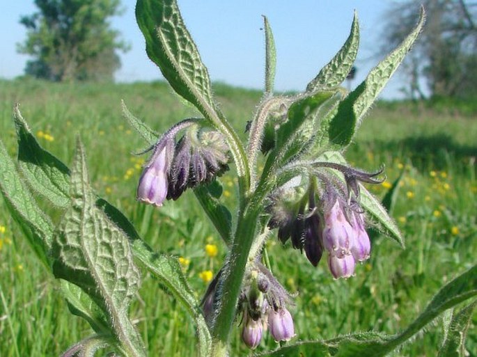 Symphytum officinale