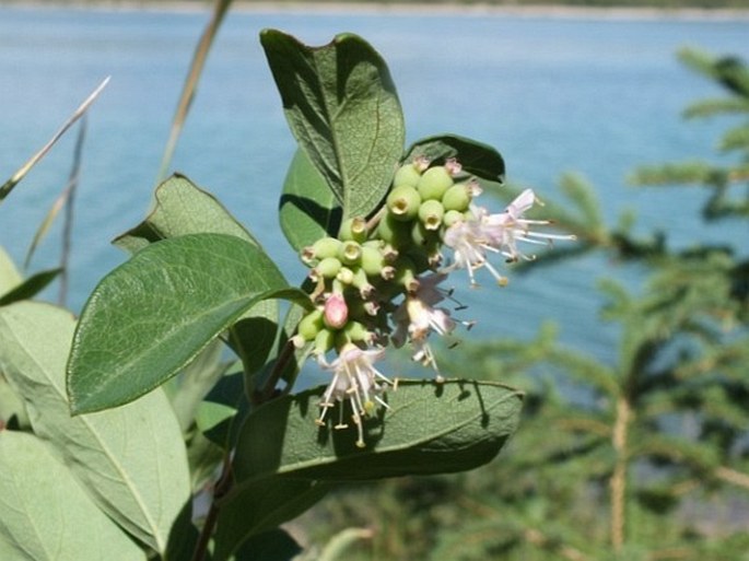 Symphoricarpos occidentalis