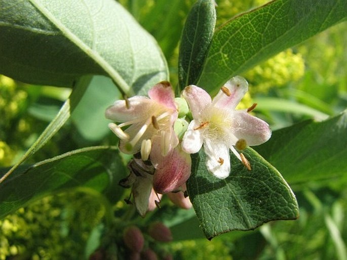 Symphoricarpos occidentalis