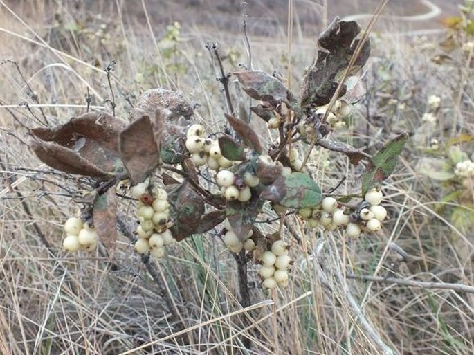 Symphoricarpos occidentalis