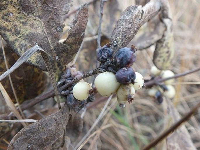 Symphoricarpos occidentalis