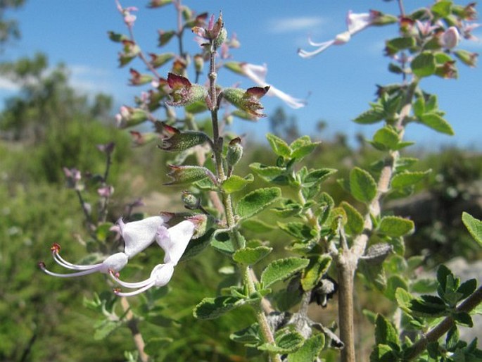 Syncolostemon parvifolius