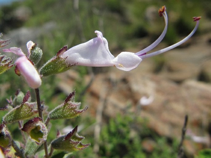 Syncolostemon parvifolius