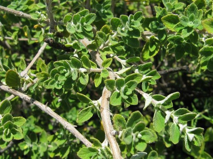 Syncolostemon parvifolius