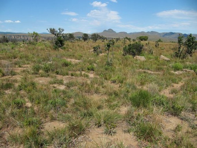 Syncolostemon parvifolius