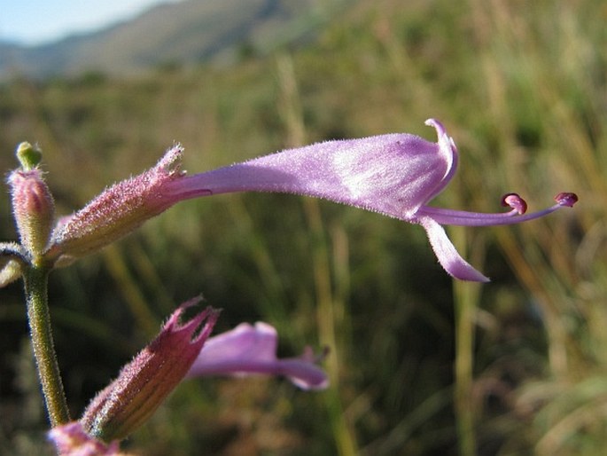 SYNCOLOSTEMON MACRANTHUS (Gürke) Ashby