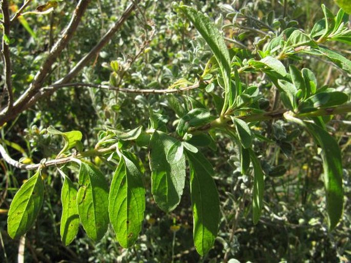 Syncolostemon macranthus