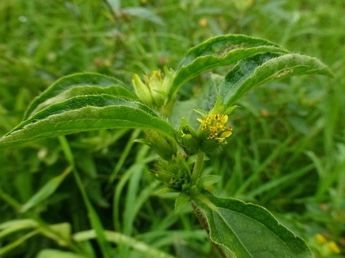 Synedrella nodiflora