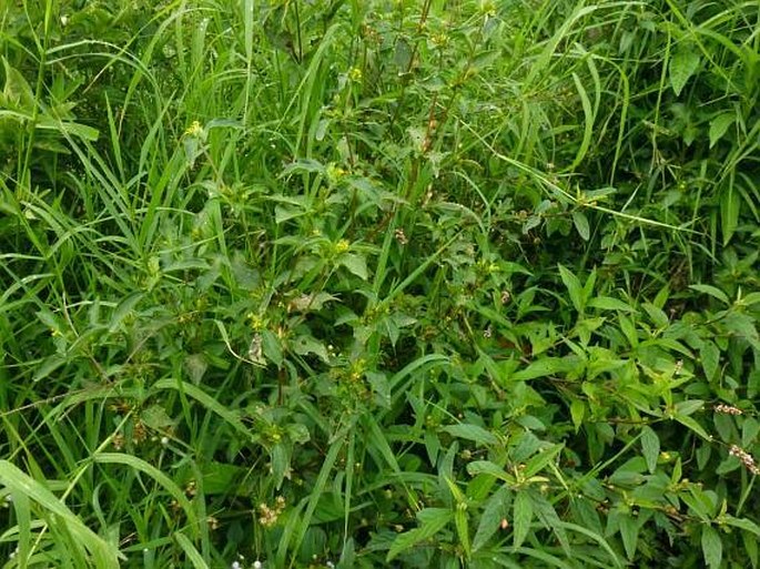 Synedrella nodiflora