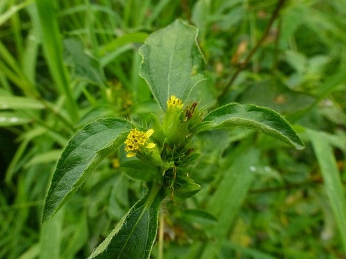 Synedrella nodiflora