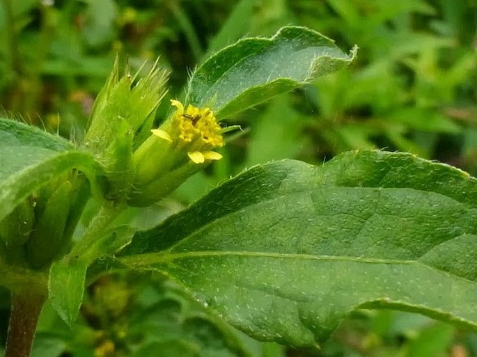 Synedrella nodiflora