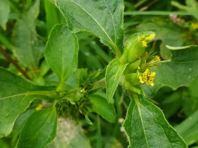 SYNEDRELLA NODIFLORA (L.) Gaertn.