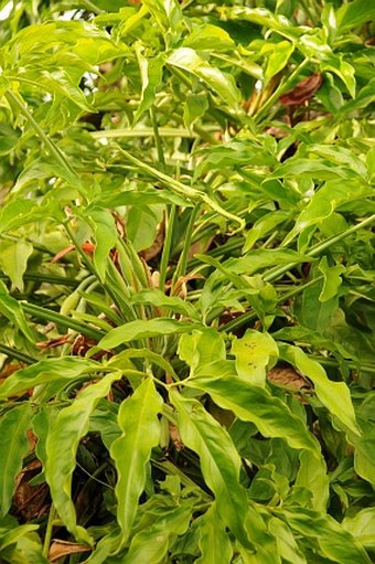 Syngonium podophyllum