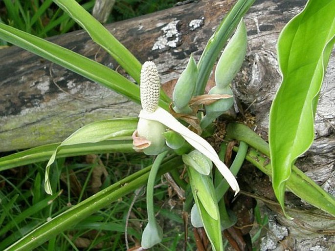 Syngonium podophyllum