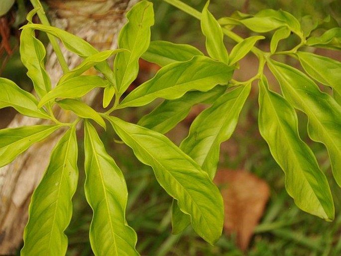 Syngonium podophyllum