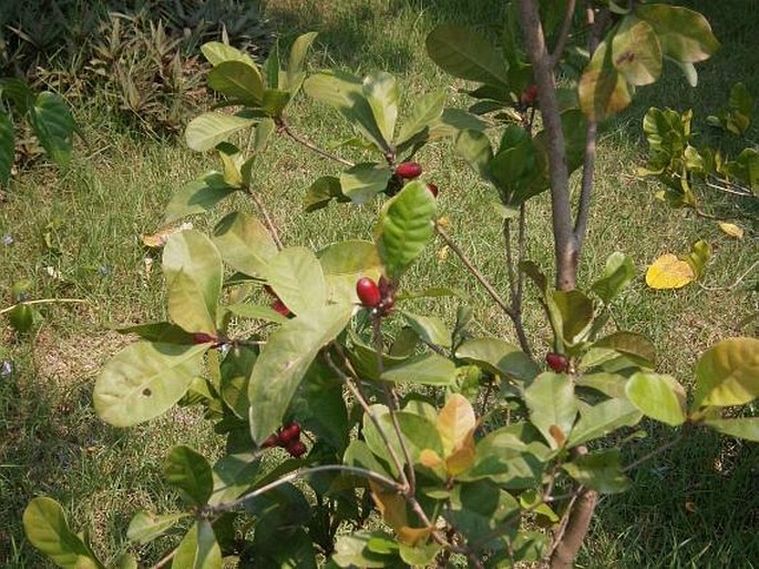 Synsepalum dulcificum