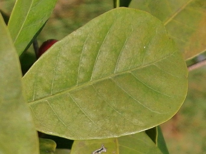 Synsepalum dulcificum